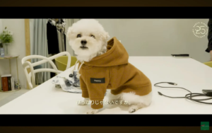 リメイク後の犬用服