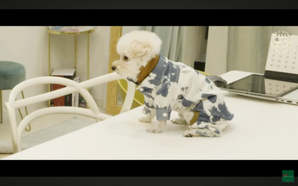 リメイク後の犬用服