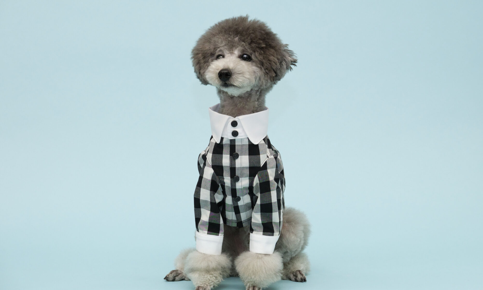 完成後の犬用服の画像
