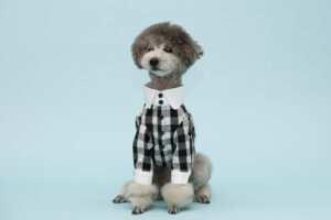 完成後の犬用服の画像