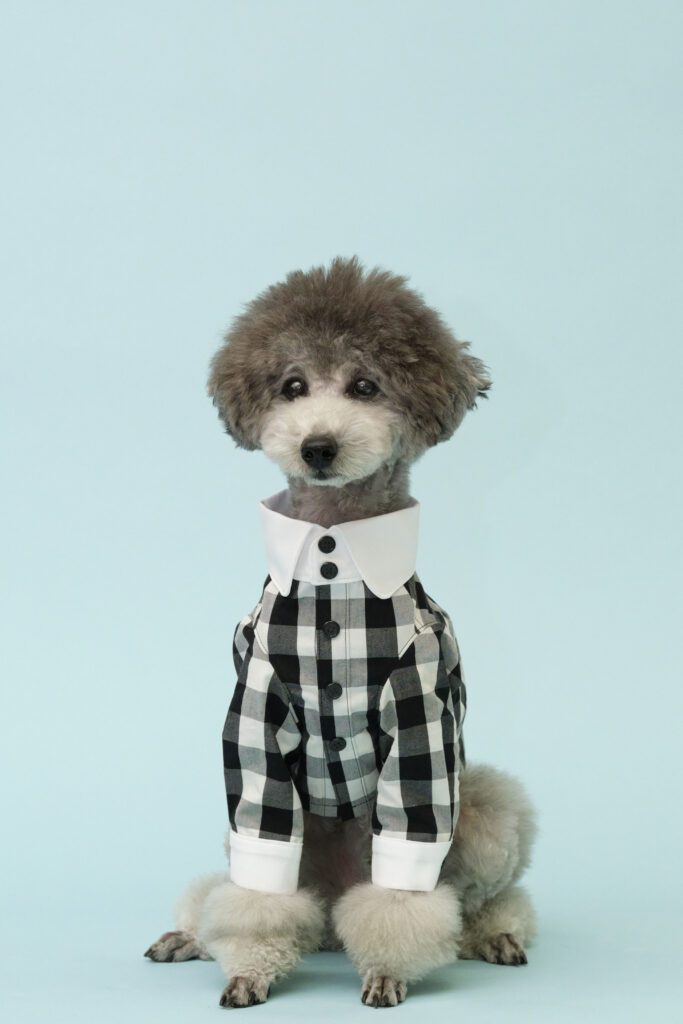 完成後の犬用服の画像
