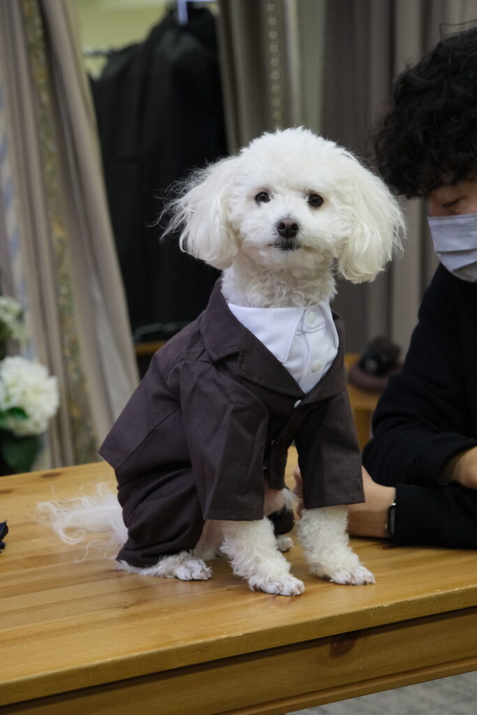 犬用タキシードの画像