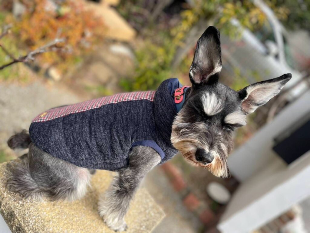 子供用ダウンから作られた、リバーシブルの可愛い愛犬用ダウンベスト