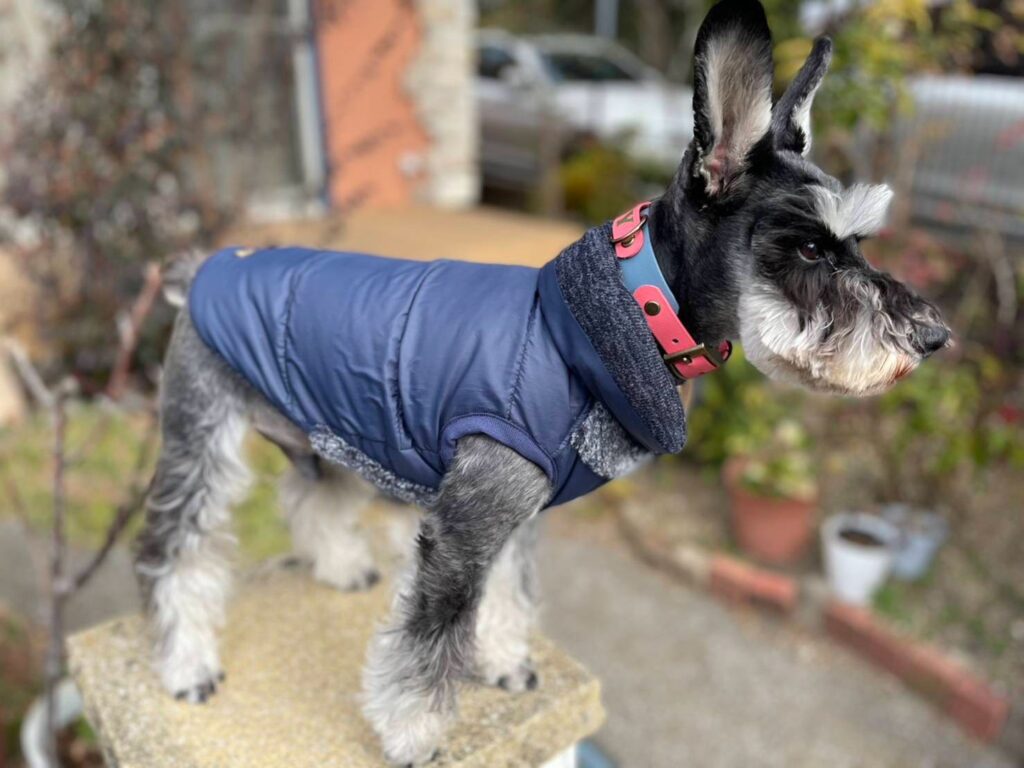 子供用ダウンから作られた、リバーシブルの可愛い愛犬用ダウンベスト